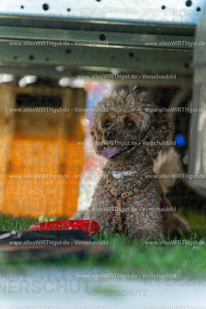 Hundeschwimmen_Volksbad_2026-allesWIRTHgut_Tierfotografie-2609061111-102113-7R509491 | Professionelle Tierfotografie in Mönchengladbach von Daniel Wirth (allesWIRTHgut). Liebevolle & natürliche Bilder von Hunden & Katzen für unvergessliche Erinnerungen.