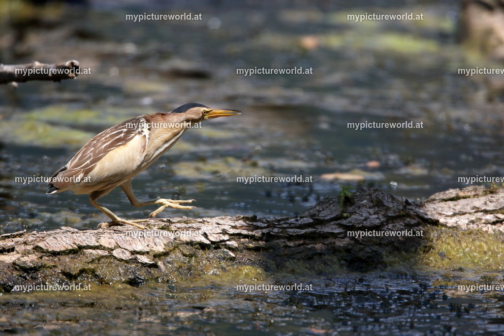 Zwergdommel-036 | Das Bilderarchiv über Tiere, Planzen und Landschaften. In der Bilddatenbank finden Sie ein große Auswahl an hochwertigen Bilder für Ihre Werbung - Realized with Pictrs.com