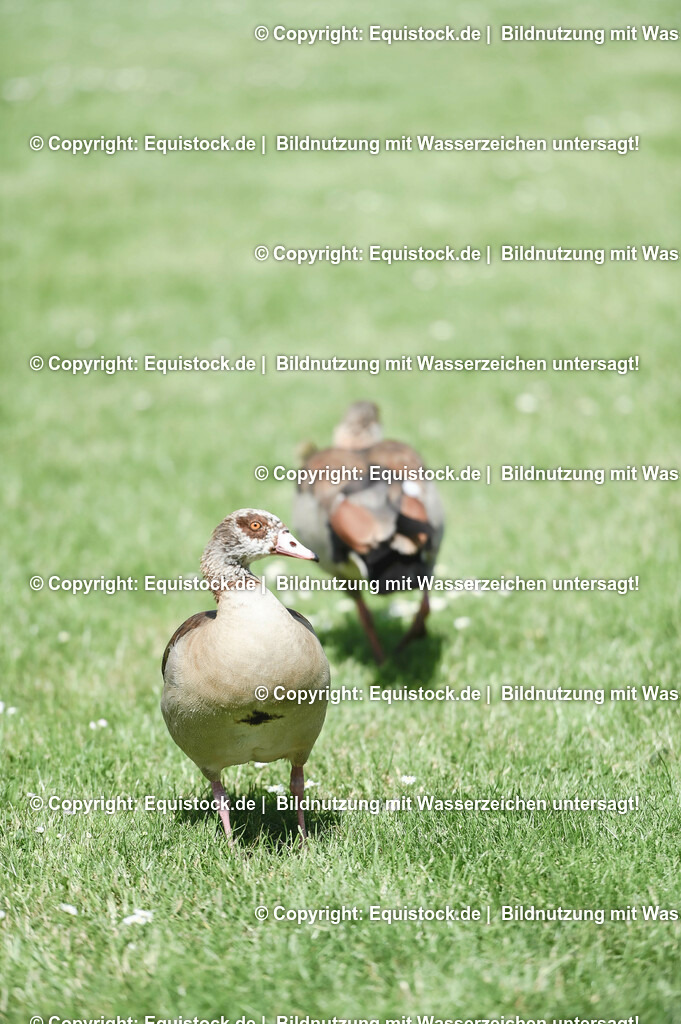 D78_2900 | equistock