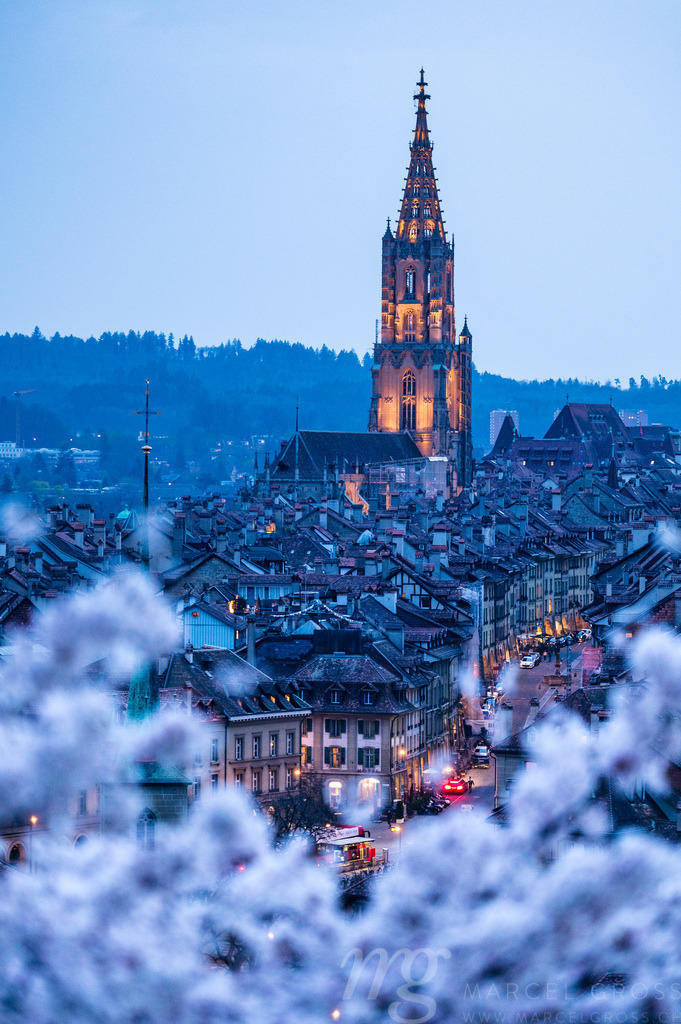 historic clocktower of Berner Münster during scenic cherry blossom in Rosengarten at blue hour | Die ideale Geschenkidee für Naturliebhaber. Naturbilder von Marcel Gross Photography für ihr Zuhause in den verschiedensten Formaten und Materialien. - Realisiert mit Pictrs.com
