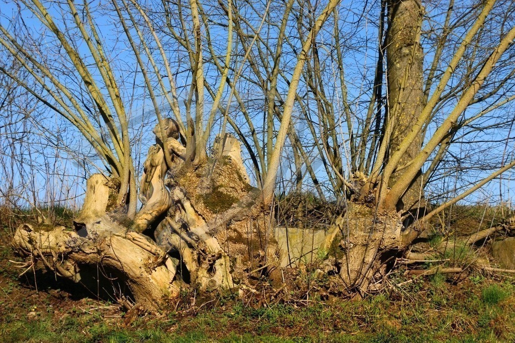 NatureArt-WEIDEFÄCHER_4602 | Weidenholz streckt sich | #003 | Modell: Sara | Foto: Anke Pallokat - Realisiert mit Pictrs.com