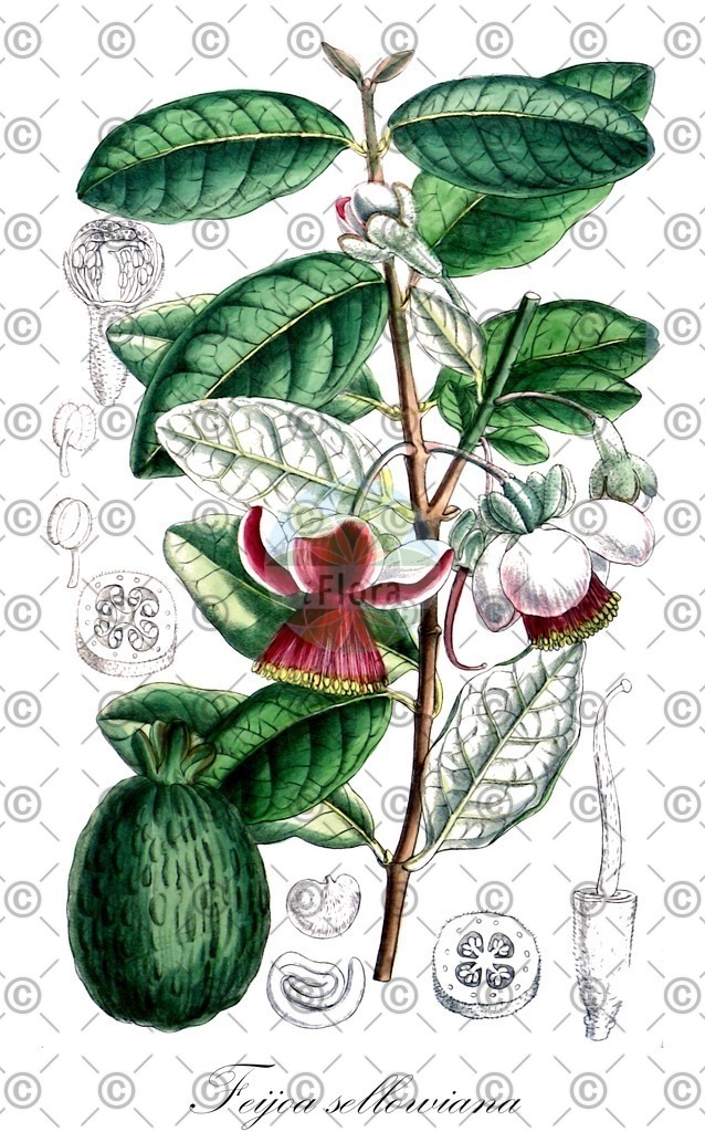 HistAbb_7P2CR_3_ENZY_Simple | Historische Abbildung von Feijoa sellowiana - Myrtaceae | Historical Illustration of Feijoa sellowiana - Myrtaceae