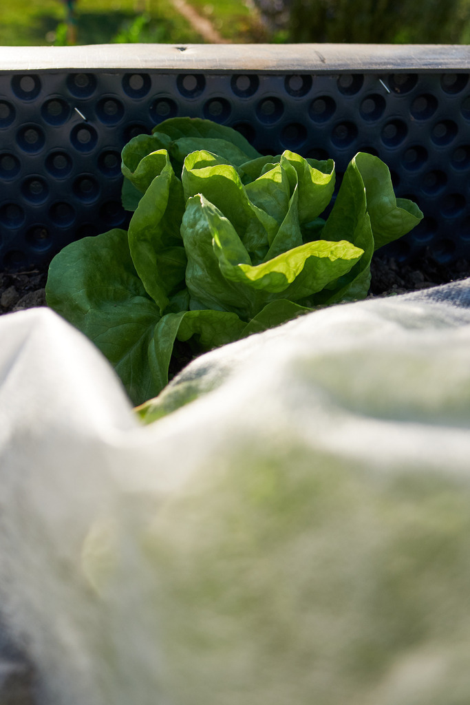 Hochbeet mit grünem Salat | Austria - April 25, 2020: Impressionen aus dem Hausgarten; Hochbeet mit grünem Salat. - Realisiert mit Pictrs.com