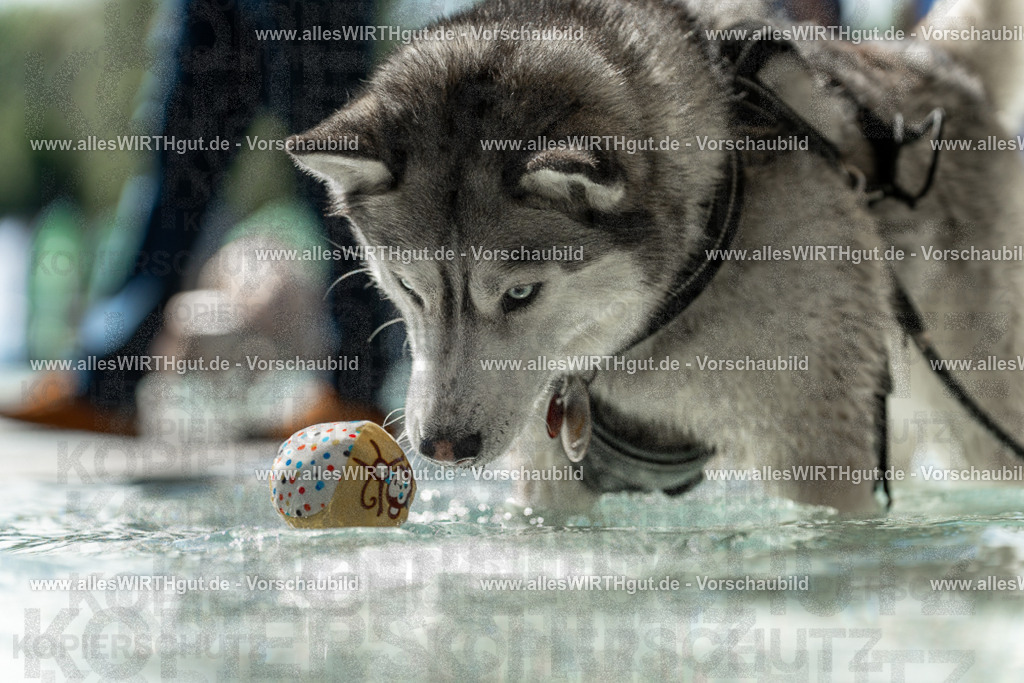 Hundeschwimmen_Volksbad_2026-allesWIRTHgut_Tierfotografie-2609061354-7R500965 | Professionelle Tierfotografie in Mönchengladbach von Daniel Wirth (allesWIRTHgut). Liebevolle & natürliche Bilder von Hunden & Katzen für unvergessliche Erinnerungen.