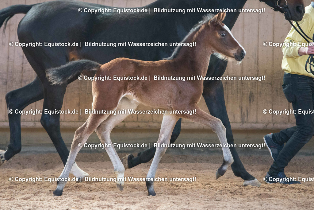 20170304_Fohlen_0057 | Foto: Thomas Hartig