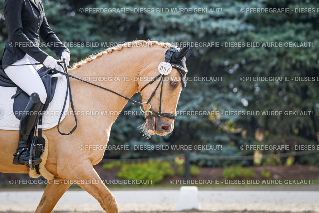 DSC00861 | Pferdegrafie