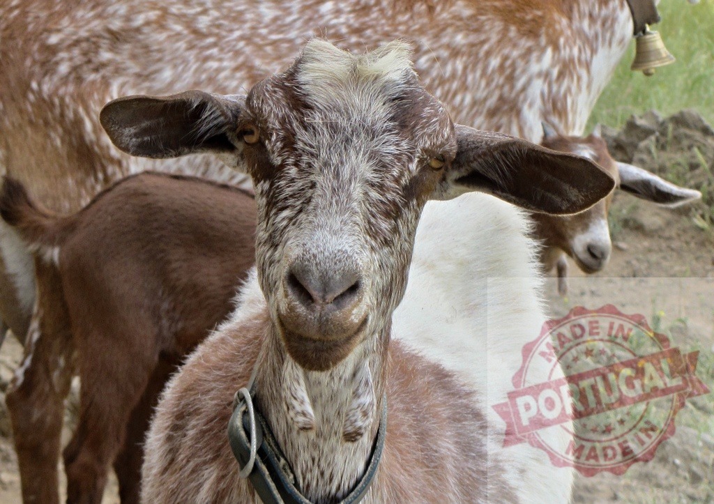 Goat looking at camera in farm setting | Goat standing in an outdoor farm enclosure looking towards the viewer - Realisiert mit Pictrs.com
