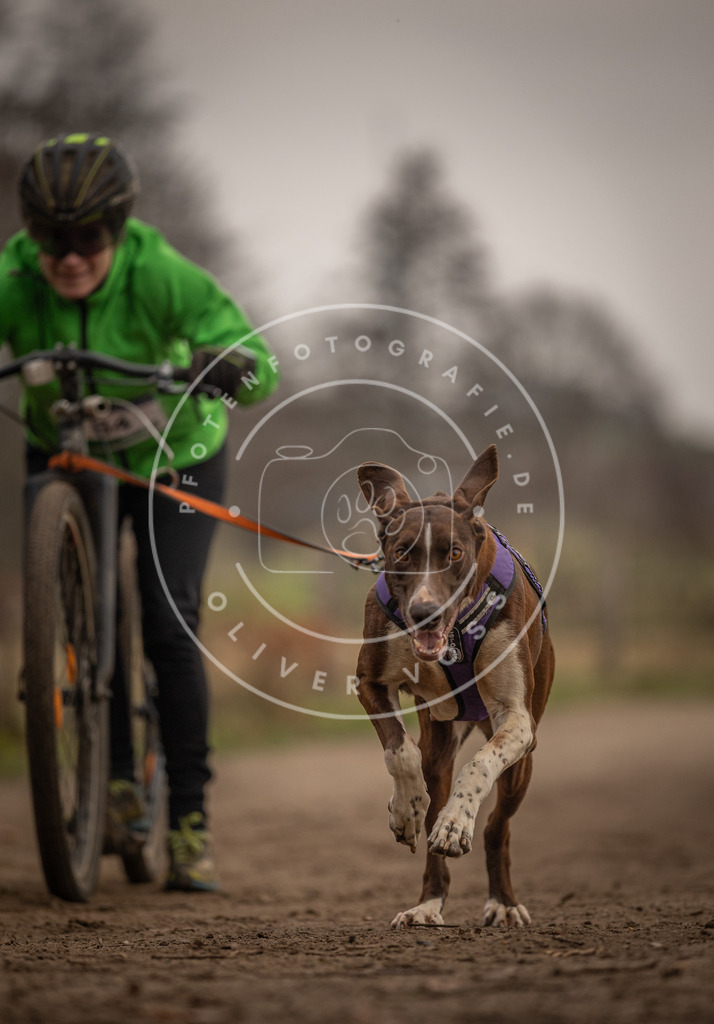 Pfotenfotografie_DV3A4058 | Hundefotografie, Tierfotograf, Pfotenfotografie, Fotoshooting Hund, Hunde Portrait, Hundesport, Hundeportraits, Heideshooting, Hunde, Sportfotograf, Hundefotograf, Turnierhundsport, THS,  - Realisiert mit Pictrs.com