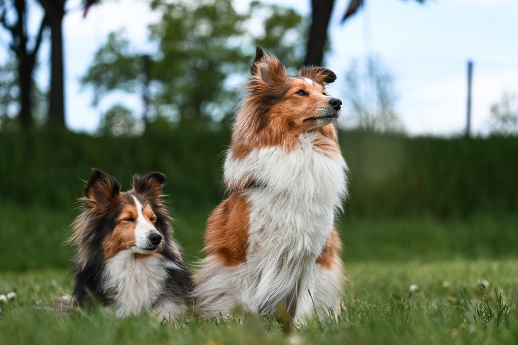 DSC_3282 | Pferde- und Turnierfotografie in Westsachsen. Pferdeportraits, Auftragszeichnungen und intuitive Kunst.