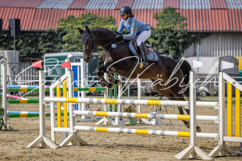20260905-_3LI7526 | Tierfotografie Pferde, Hunde, Katzen, Haustiere.
Turnierfotografie Reitturniere, Reiten, Springreiten, Dressur in Hanau, dem Main-Kinzig-Kreis und dem Rhein-Main- Gebiet um Frankfurt