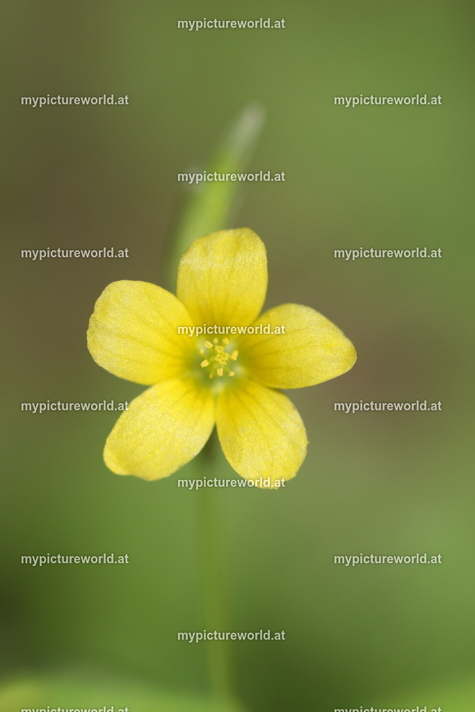 Aufrechter Sauerklee-003 | Das Bilderarchiv über Tiere, Planzen und Landschaften. In der Bilddatenbank finden Sie ein große Auswahl an hochwertigen Bilder für Ihre Werbung - Realisiert mit Pictrs.com