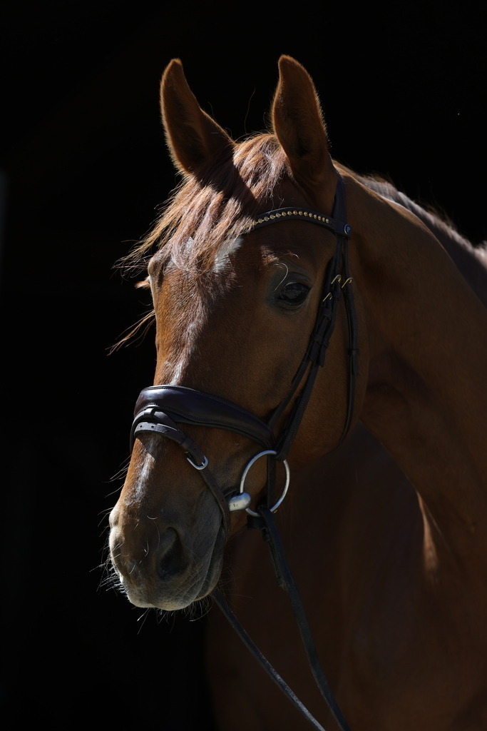 0P6A8744 | Willkommen bei Brunnmayr - Design & Fotografie – Ihrem Spezialisten für Reitturniere und Pferdeveranstaltungen in Oberösterreich, Salzburg und Bayern! Seit über 17 Jahren sind wir leidenschaftlich dabei.