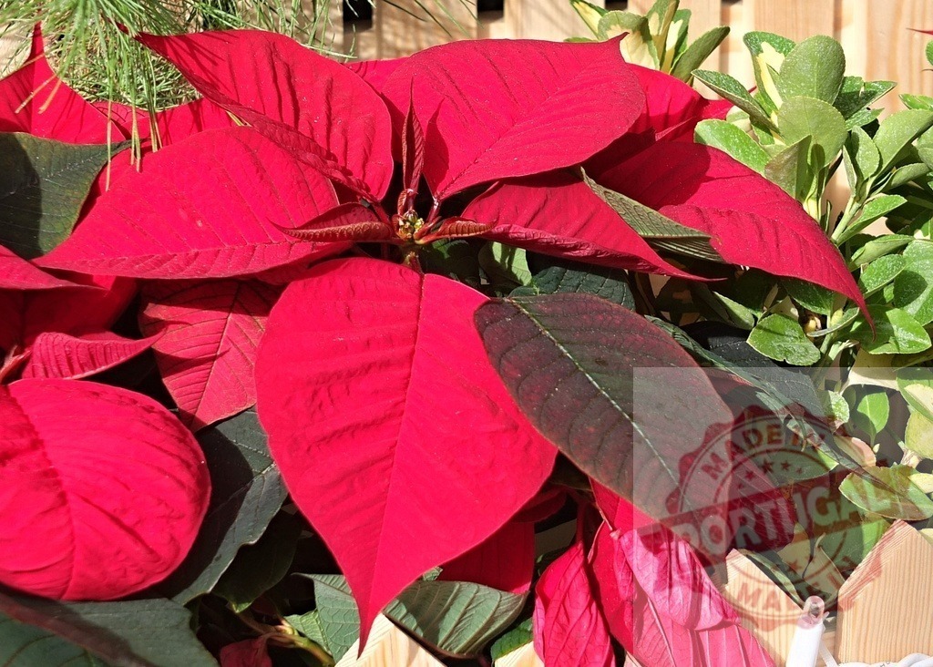 Red poinsettia plant with vibrant leaves creating a festive atmosphere | Close-up of a vibrant red poinsettia plant, its colorful leaves adding a touch of festive cheer to the holiday season - Realized with Pictrs.com