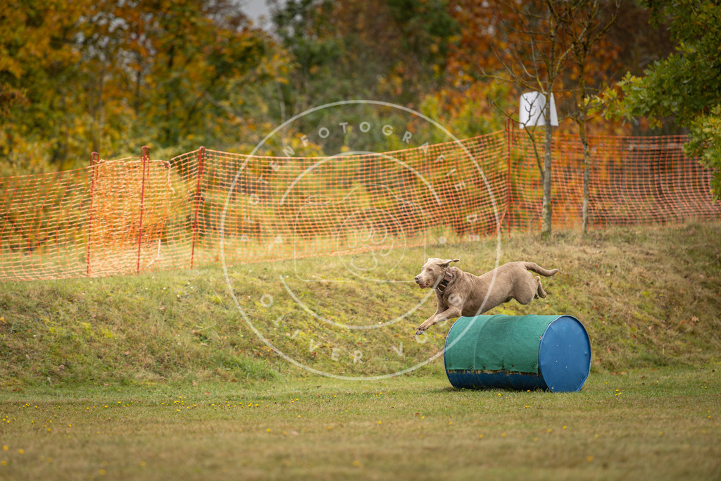Pfotenfotografie_DV3A2737 | Hundefotografie, Tierfotograf, Pfotenfotografie, Fotoshooting Hund, Hunde Portrait, Hundesport, Hundeportraits, Heideshooting, Hunde, Sportfotograf, Hundefotograf, Turnierhundsport, THS,  - Realisiert mit Pictrs.com