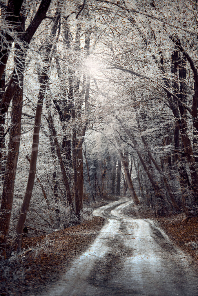 Waldweg-Winter_DSCF1503 | People- und Tierfotografie, Imageaufnahmen, Veranstaltungsfotografie und Wandbilder aus der Natur ★ Made in Germany ✔️ Druck + Downloads ✔️ Naturfotografie in Top Qualität ★ schneller Versand, weltweite Lieferung! - Realisiert mit Pictrs.com