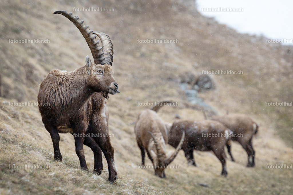 IMG_0215 | Foto Bollhalder 