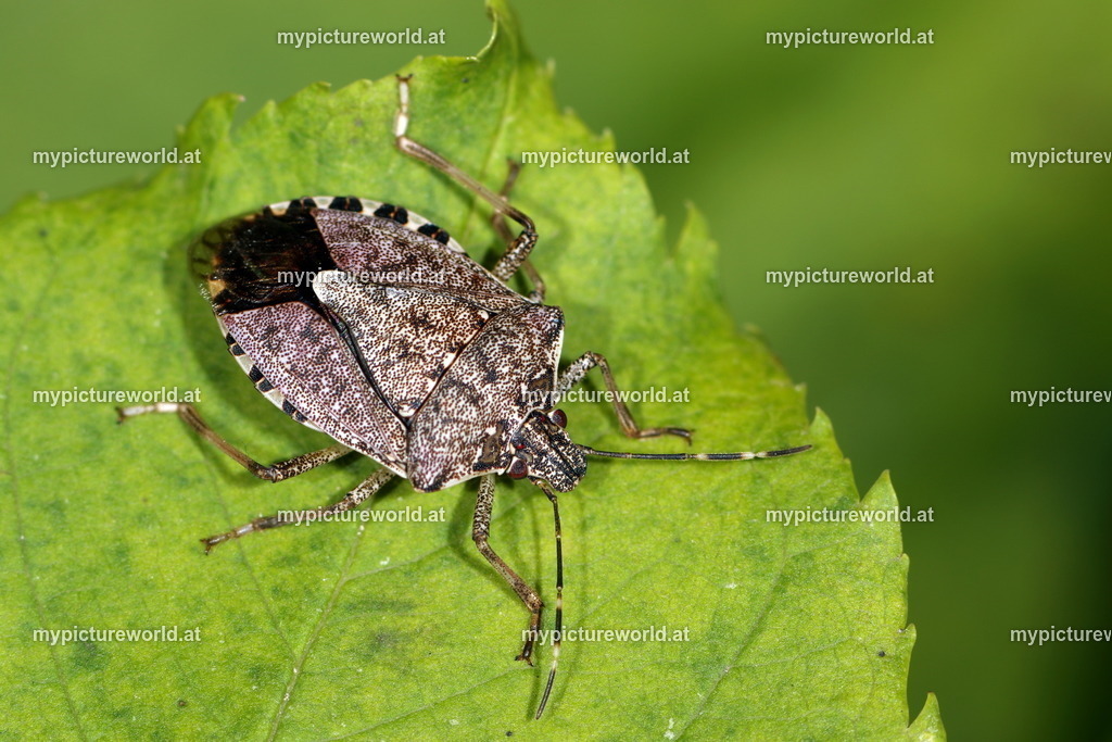 Halyomorpha halys-010 | Das Bilderarchiv über Tiere, Planzen und Landschaften. In der Bilddatenbank finden Sie ein große Auswahl an hochwertigen Bilder für Ihre Werbung - Realisiert mit Pictrs.com
