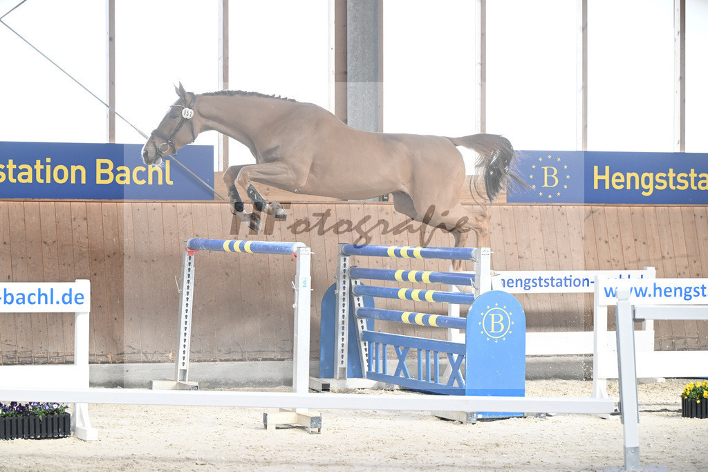 Kat-Nr. 52 Amir VT Z v. Aganix du Seigneur_Neukirch_5251847 | hf-fotografie - Realisiert mit Pictrs.com