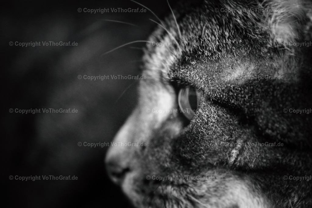2021-11-23-9999_11 | Portrait, Fotograf, Berlin, Umkreis, Region, Menschen, Studio, Tierfotografie, Kopfkino, Studiofotografie, Outdoor, Homestory, Katzen, Hund, Hunde, Katze, Gravurarbeiten, kreativ, - Realisiert mit Pictrs.com