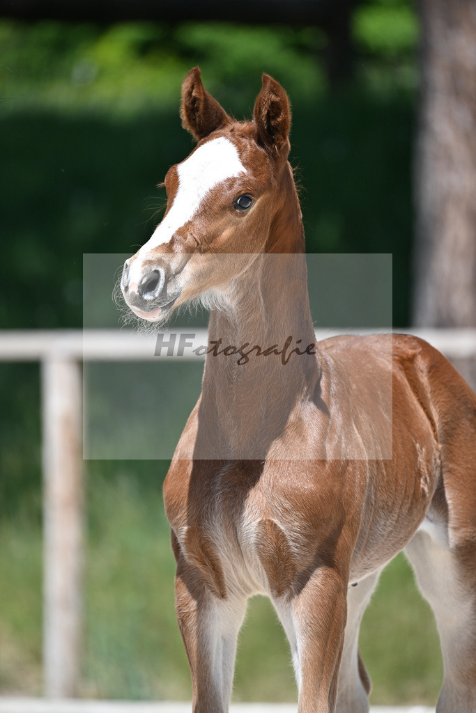 Esmeraldo x Comte_HF_Knott_10250462 | hf-fotografie - Realizzato con Pictrs.com