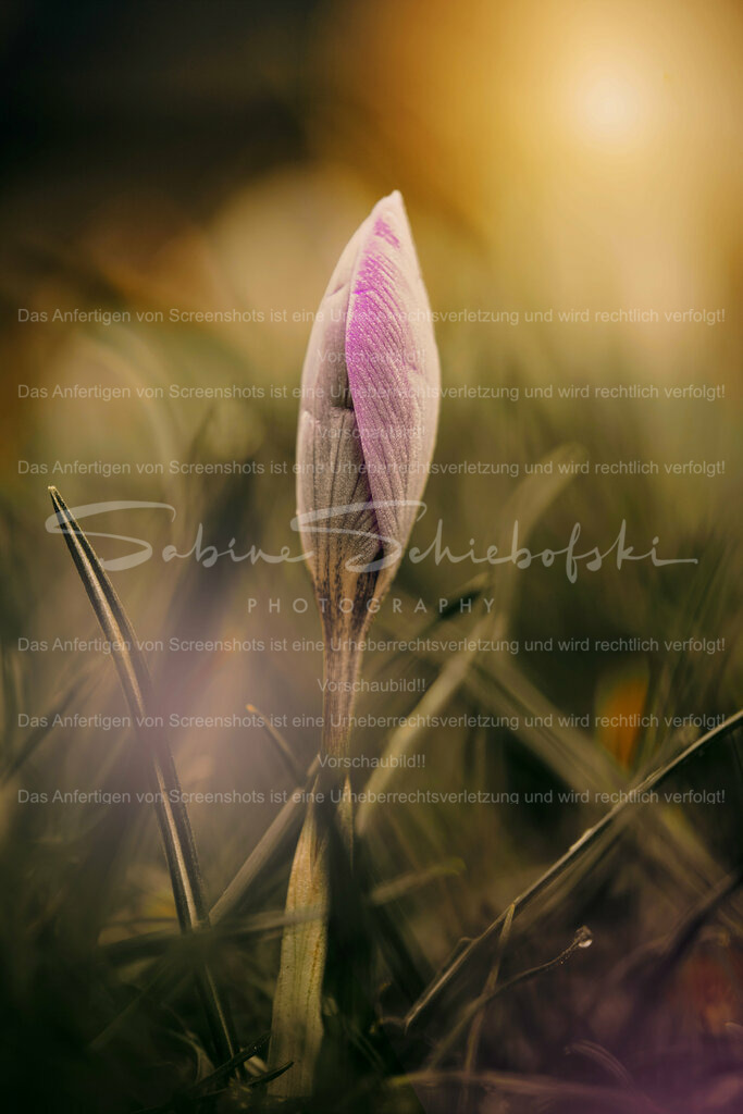 Wandbild Morgenstimmung mit Krokus | People- und Tierfotografie, Imageaufnahmen, Veranstaltungsfotografie und Wandbilder aus der Natur ★ Made in Germany ✔️ Druck + Downloads ✔️ Naturfotografie in Top Qualität ★ schneller Versand, weltweite Lieferung! - Realisiert mit Pictrs.com
