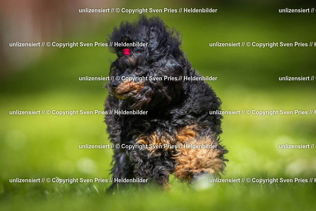 Hunderennen_April_2026_489 | 2026-04-26 - Hunderennen Baden-Oos April 2026 - Realisiert mit Pictrs.com