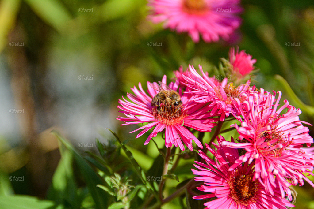 CHF_1263-k | Fatzi Bilder-Archiv! 
Die Bilder sind für private Nutzung lizenzfrei. Die kommerzielle Nutzung ist möglich und erwünscht, jedoch bitte ich um vorherige Kontaktaufnahme per E-Mail (info@fatzi.at) oder unter +43 650 7828269 - Realisiert mit Pictrs.com