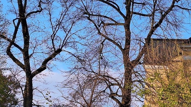 Baumkronen beim Oberen Schloss Greiz | Verkauf von Fotos und  Videoclips zumThema Natur.Motive sind Pflanzen, Tiere, Landschaftenund Wetter - Realisiert mit Pictrs.com