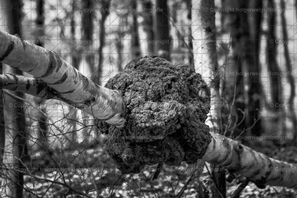 Knubbelig | Kaufen sie online außergewöhnliche Fotografien auf Leinwand Acrylglas Fotoprint Aludibond von holgerweigeltfotografie - Realisiert mit Pictrs.com