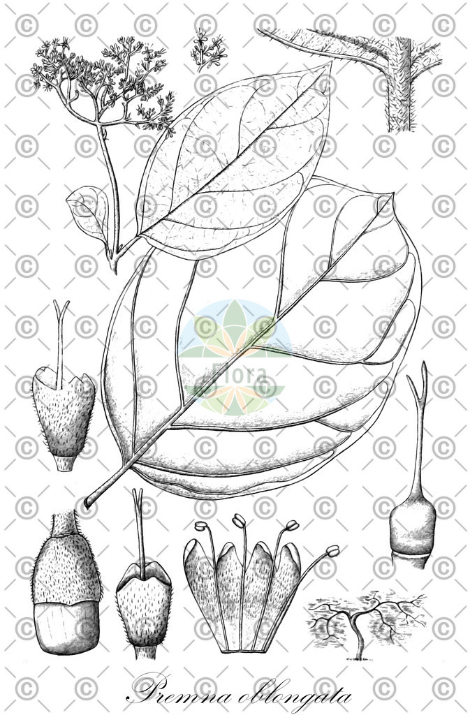 HistAbb_EMP_127980_SRC_Sturm_FLORAD_SIMPLE | Historische Abbildung von Premna oblongata - Lamiaceae | Historical Illustration of Premna oblongata - Lamiaceae