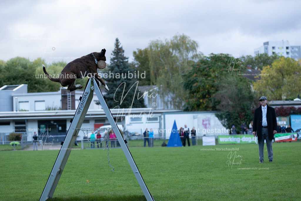 _16A4610 | Einzigartige Fotos von Hunden & Menschen –Actionfotos, Portraits, Vereinsaufnahmen & Paarshootings – authentisch, lebendig & mit Herz.