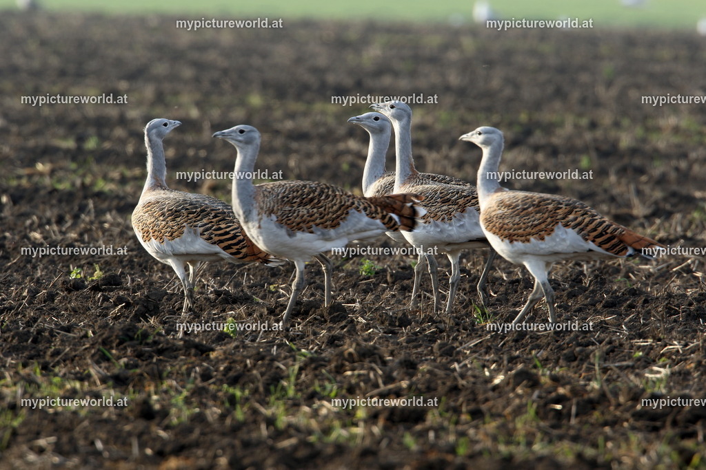 Großtrappe-017 | Das Bilderarchiv über Tiere, Planzen und Landschaften. In der Bilddatenbank finden Sie ein große Auswahl an hochwertigen Bilder für Ihre Werbung - Realisiert mit Pictrs.com