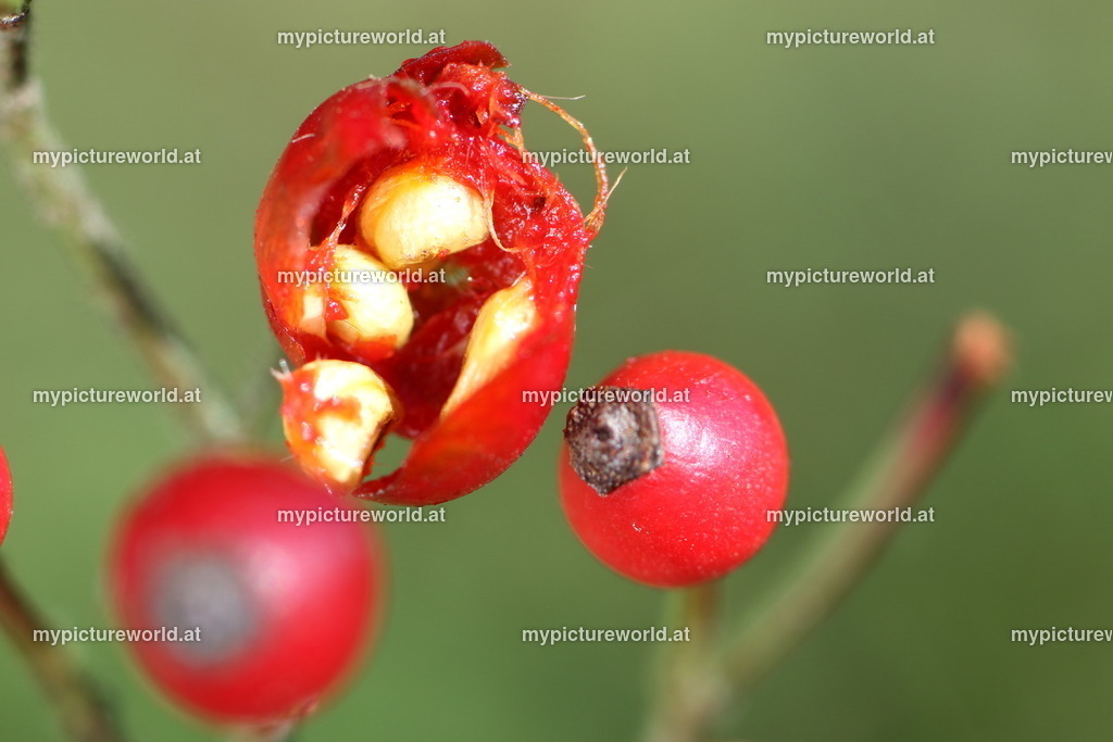 Kleinblütige  Rose-003 | Das Bilderarchiv über Tiere, Planzen und Landschaften. In der Bilddatenbank finden Sie ein große Auswahl an hochwertigen Bilder für Ihre Werbung - Realisiert mit Pictrs.com