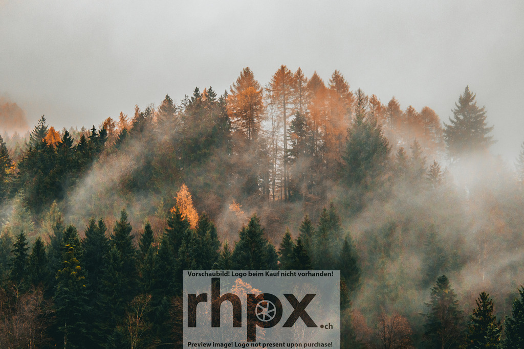 Herbstbäume mit Nebel | Stimmungsvolle Fotokunst aus Luzern. Erlebe den Pilatus, den See und die Stadt Luzern in exklusiven Aufnahmen in der Fotogalerie & Shop. - Realisiert mit Pictrs.com