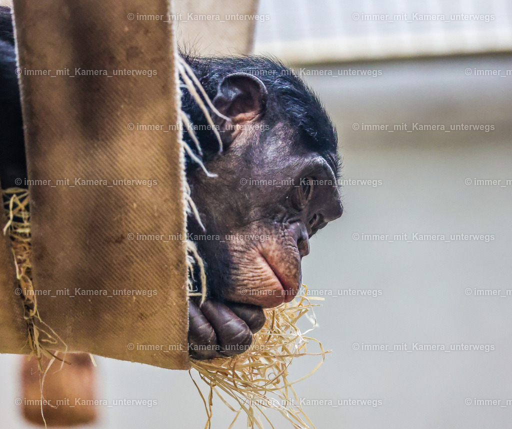 PSX_4446 | immer_mit_kamera_unterwegs