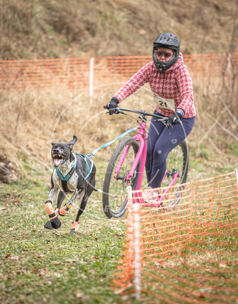 Pfotenfotografie_DV3A7194 | Hundefotografie, Tierfotograf, Pfotenfotografie, Fotoshooting Hund, Hunde Portrait, Hundesport, Hundeportraits, Heideshooting, Hunde, Sportfotograf, Hundefotograf, Turnierhundsport, THS,  - Realisiert mit Pictrs.com