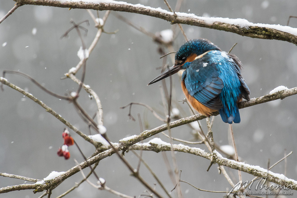 Schneeflockenbedecktes Eisvogelmännchen | Dies ist der Online-Shop von naturfoto.michaelthoma.de. Ich bin leidenschaftlicher Naturfotograf und fotografiere von der Andromedagalaxie bis zum Zwergtaucher, von der Ameise bis zum Orionnebel alles was mit Natur zu tun hat. Hier kann eine Auswahl meine - Realisiert mit Pictrs.com