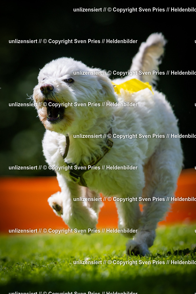 Sven Pries | 2025-08-10 - Hunderennen Durlach - Realisiert mit Pictrs.com