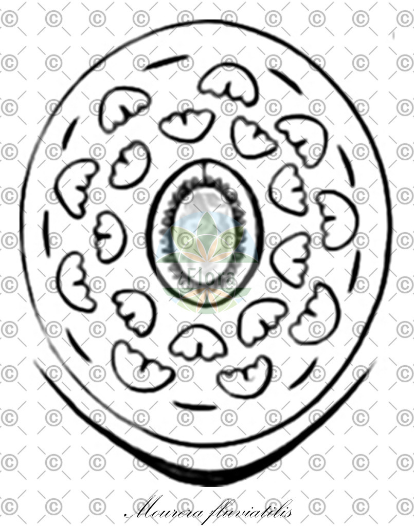 HistAbb_wfo-0001064914_1_ENZY_Simple | Historische Abbildung von Mourera fluviatilis - Podostemaceae | Historical Illustration of Mourera fluviatilis - Podostemaceae