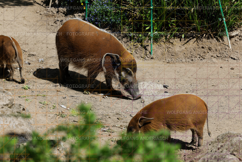 253L1072_wa | Ein stiller Moment im Opel Zoo: Der Blick des Tieres erzählt von Gelassenheit, Präsenz und Nähe. Ungestellt, ruhig und auf Augenhöhe fotografiert – ein Augenblick, der bleibt. - Realisiert mit Pictrs.com