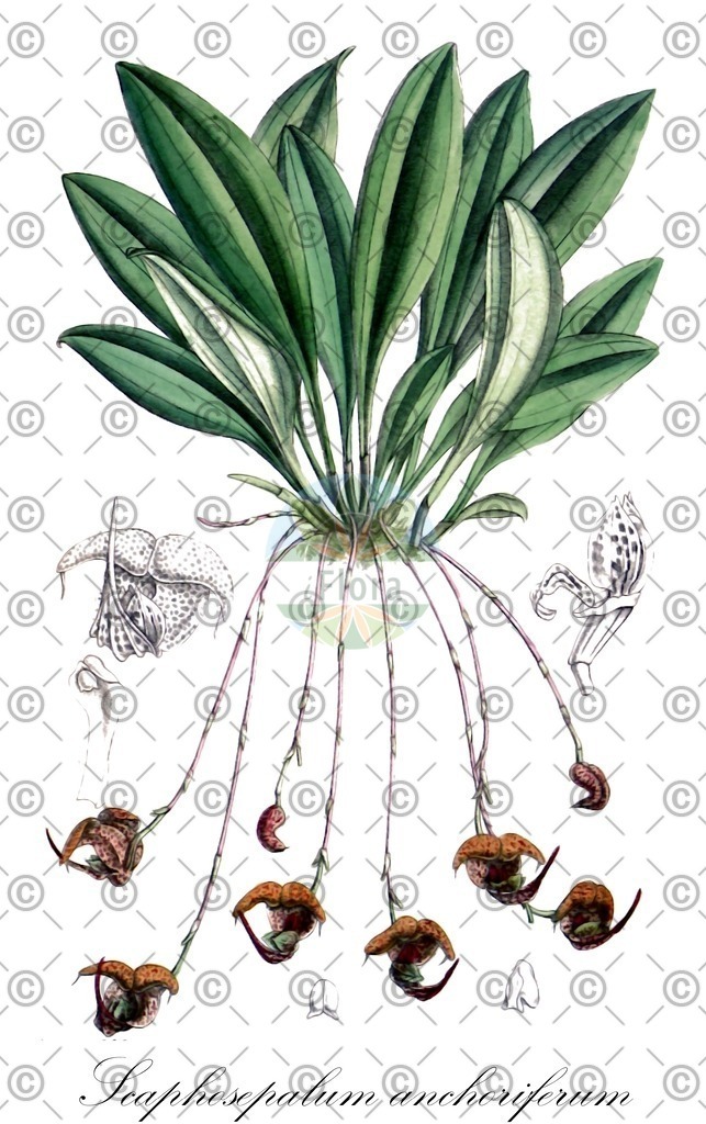 HistAbb_7D9L_1_ENZY_Simple | Historische Abbildung von Scaphosepalum anchoriferum - Orchidaceae | Historical Illustration of Scaphosepalum anchoriferum - Orchidaceae