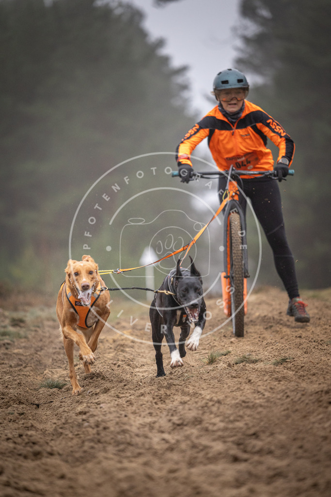 Pfotenfotografie_DV3A1027 | Hundefotografie, Tierfotograf, Pfotenfotografie, Fotoshooting Hund, Hunde Portrait, Hundesport, Hundeportraits, Heideshooting, Hunde, Sportfotograf, Hundefotograf, Turnierhundsport, THS,  - Realisiert mit Pictrs.com
