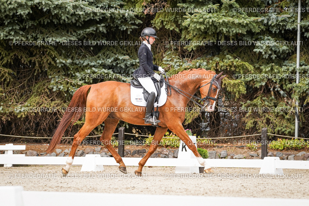 DSC07261 | Pferdegrafie