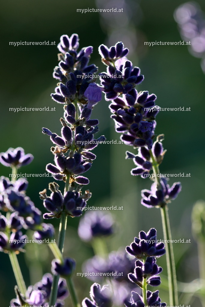 Echter Lavendel-003 | Das Bilderarchiv über Tiere, Planzen und Landschaften. In der Bilddatenbank finden Sie ein große Auswahl an hochwertigen Bilder für Ihre Werbung - Realisiert mit Pictrs.com
