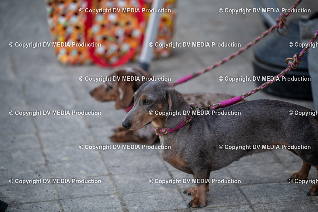 ZS3_9850 | dv-media-shop - Realisiert mit Pictrs.com