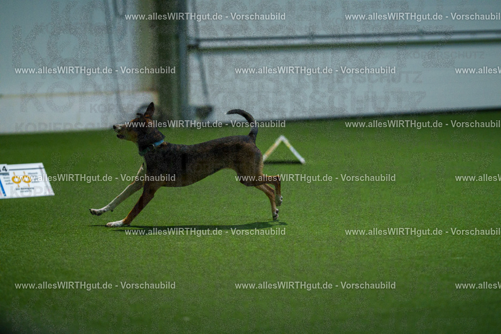 7R503823 | Professionelle Tierfotografie in Mönchengladbach von Daniel Wirth (allesWIRTHgut). Liebevolle & natürliche Bilder von Hunden & Katzen für unvergessliche Erinnerungen.