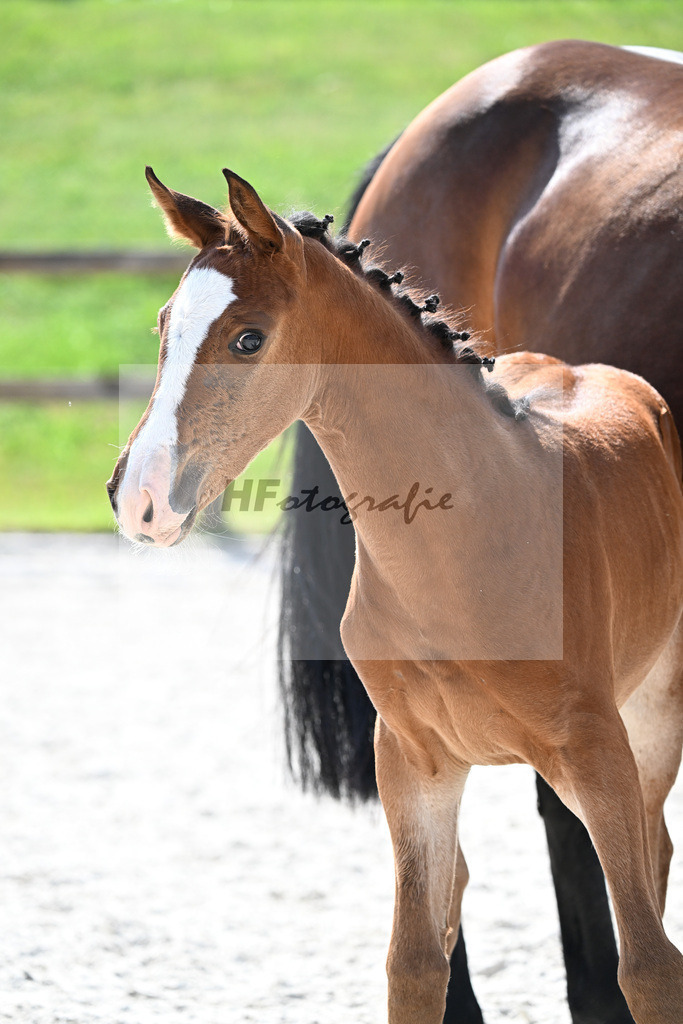 Kat-Nr. 41 Brantzau x Lordanos_SF_Weber_15251261 | hf-fotografie - Realizzato con Pictrs.com
