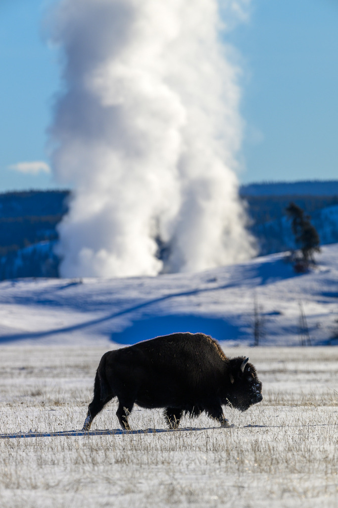 2024-182 | Bison mit dem Midway Geyser Basin im Hintergrund. - Realisiert mit Pictrs.com
