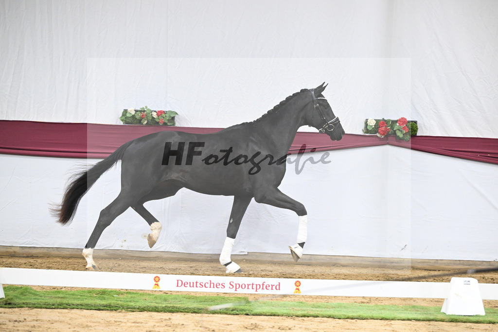 Kat-Nr. 65 Zalando x Fuerstenball_Gestuet Dobel_47252471 | hf-fotografie - Realisiert mit Pictrs.com