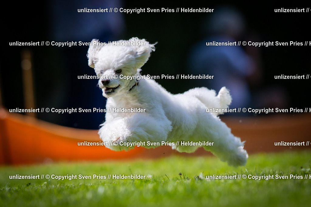 Sven Pries | 2025-08-10 - Hunderennen Durlach - Realisiert mit Pictrs.com